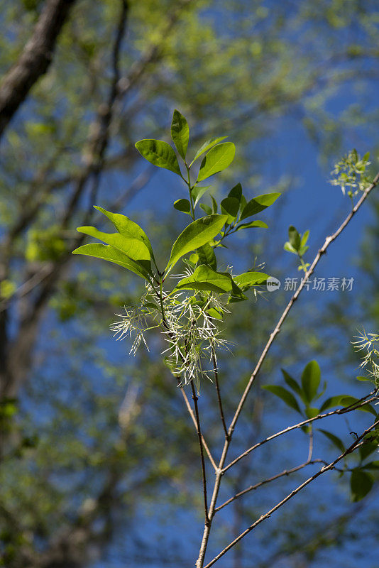 从下面观看流苏树(Chionanthus virginicus)上的花朵和新叶，背景为森林和天空